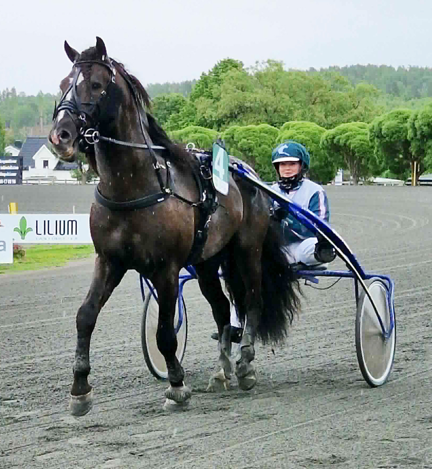 Granbarksborren 260626-3